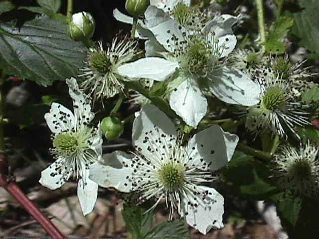 Wildflowers Of Summer-Full & Small Version - Blackberry Primitives