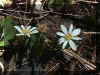 bloodroot.jpg (35895 bytes)