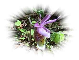 Fairy Slipper (Calypso Orchid)