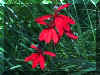 cardinalflower.jpg (41161 bytes)