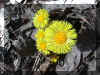 coltsfoot.jpg (42853 bytes)