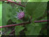 commonburdock.jpg (18558 bytes)