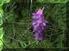 cowvetch.jpg (39899 bytes)