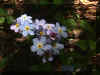 forgetmenots.jpg (37292 bytes)