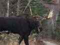 A SMALL BULL MOOSE IN BAXTER STATE PARK