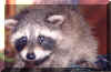 racoon.jpg (42673 bytes)