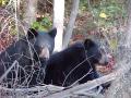 Black Bear Cubs