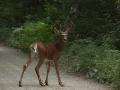 Buck Deer in Baxter State Park