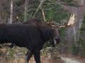 Bull Moose in Baxter State Park