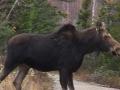 Cow Moose in Baxter State Park