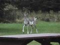Partically white Deer at Nesowadnehunk Field