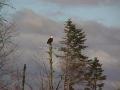 Mature Bald Eagle