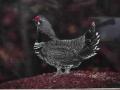 Male Spruce Grouse