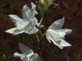 White Grasspink